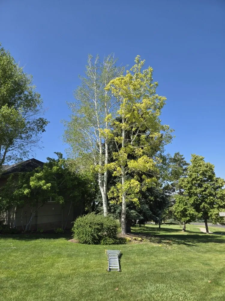 Reliable lawn care service for year-round maintenance in Orem, UT by Bogaardts Trees and Shrubs