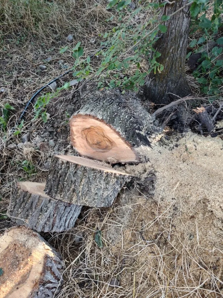 Professional landscape design in Orem, UT - Bogaardts Trees and Shrubs