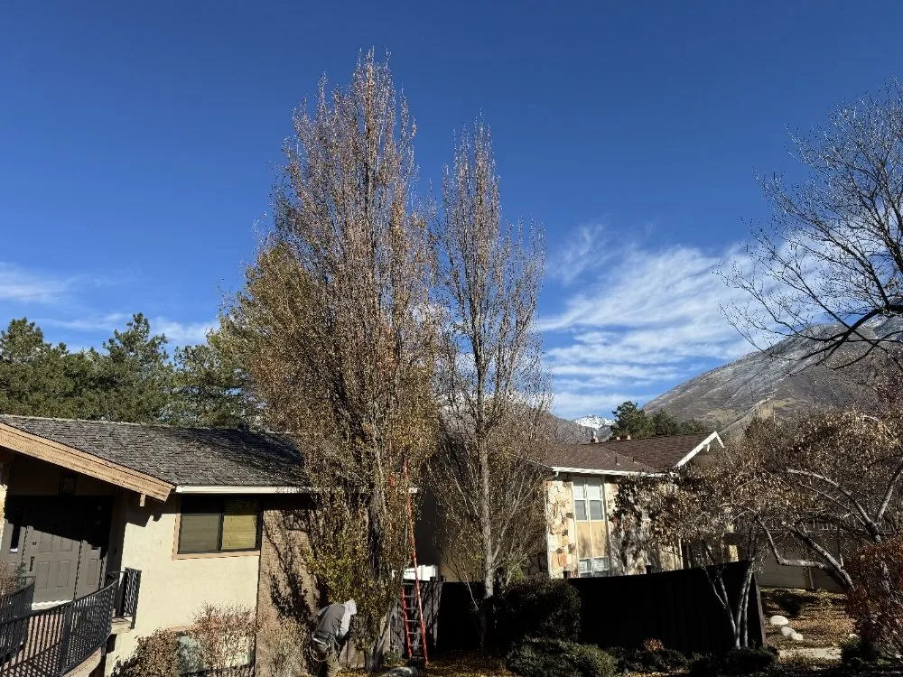 Custom residential landscaping for residential properties across Orem, UT - Bogaardts Trees and Shrubs