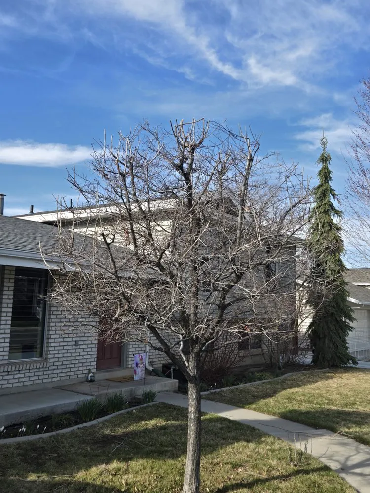 Local lawn mowing service in Orem, UT by Bogaardts Trees and Shrubs