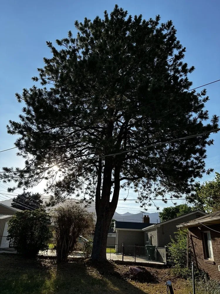 Affordable lawn mowing service near you in Orem, UT by Bogaardts Trees and Shrubs