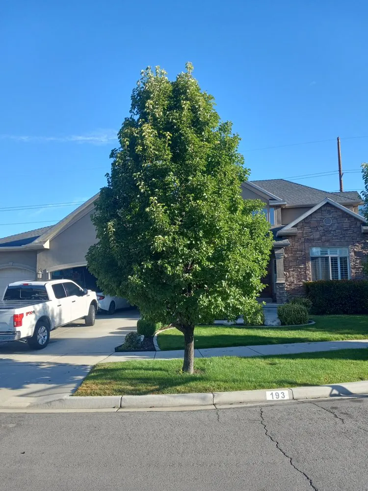 Local landscaping services for beautiful yards in Orem, UT by Bogaardts Trees and Shrubs