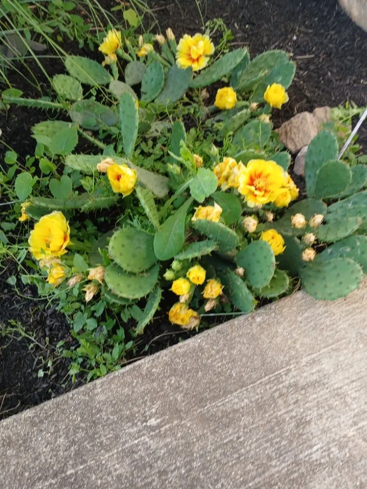 Trusted landscape installation experts serving Dayton, OH - Boggess Push Mowing