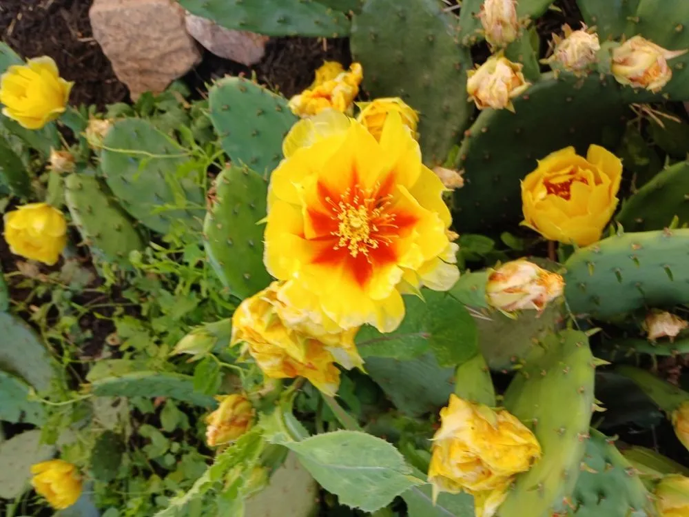 Trusted landscape installation in Dayton, OH by Boggess Push Mowing