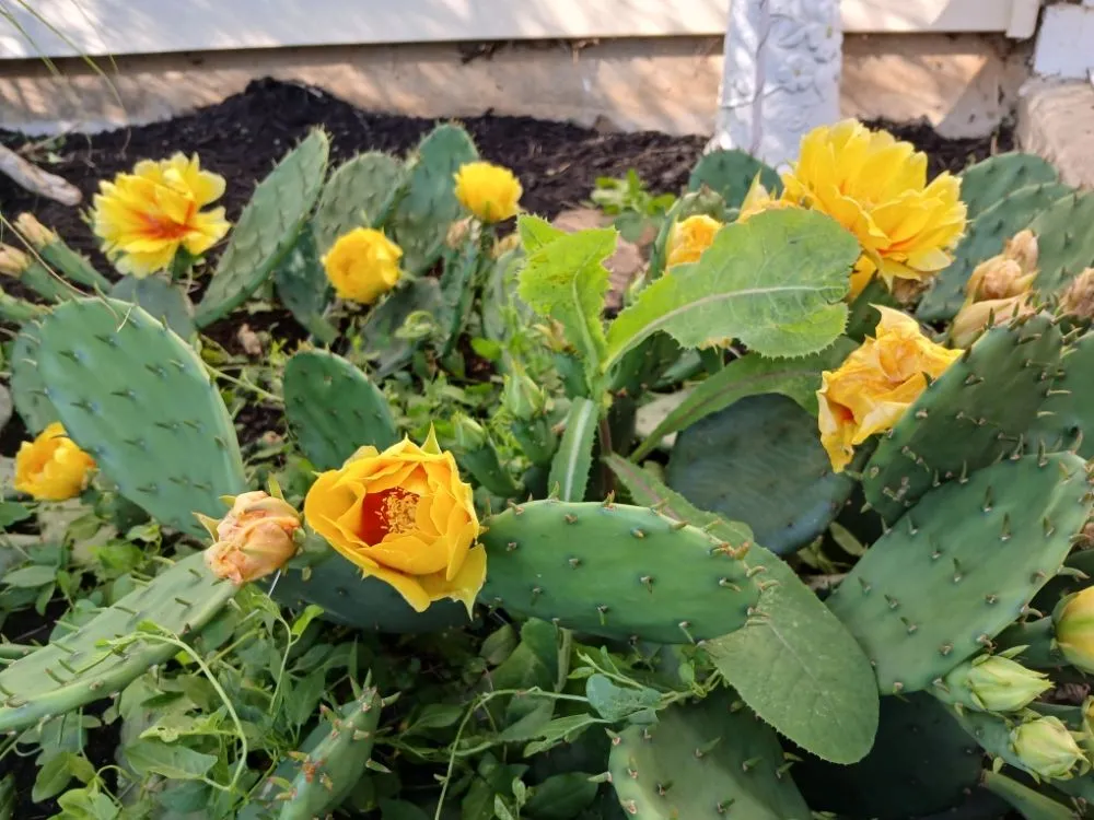 Trusted landscaping services for year-round maintenance in Dayton, OH by Boggess Push Mowing