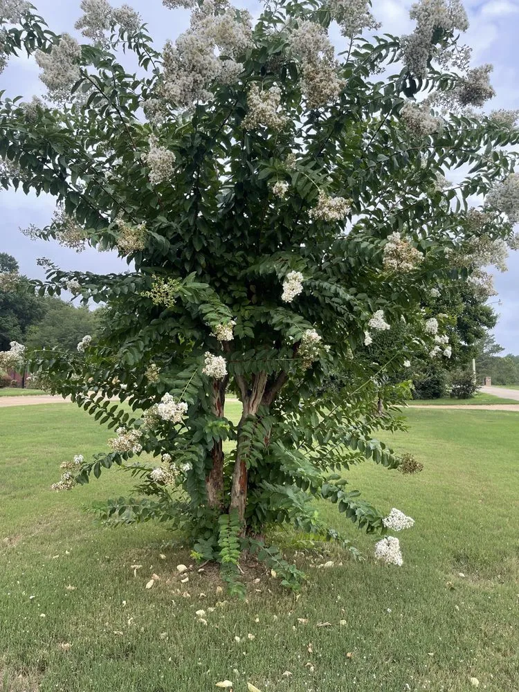 Expert landscape design near you across Etta, MS - Bogue Lawn Care