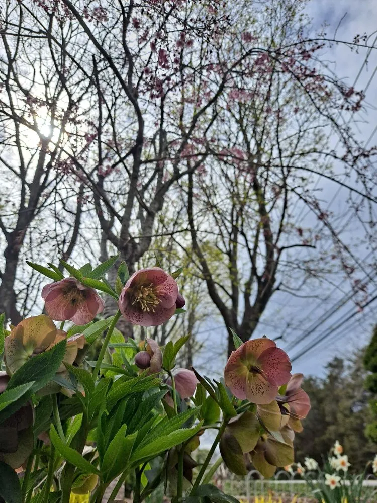 Top-rated landscape installation for outdoor upgrades across Mattituck, NY - Bohemian Rose Designs