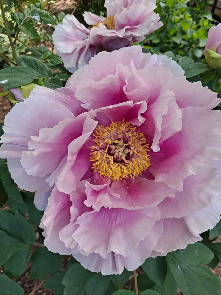 Custom lawn care service in Mattituck, NY - Bohemian Rose Designs