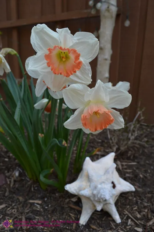 Reliable yard cleanup service experts serving Mattituck, NY - Bohemian Rose Designs