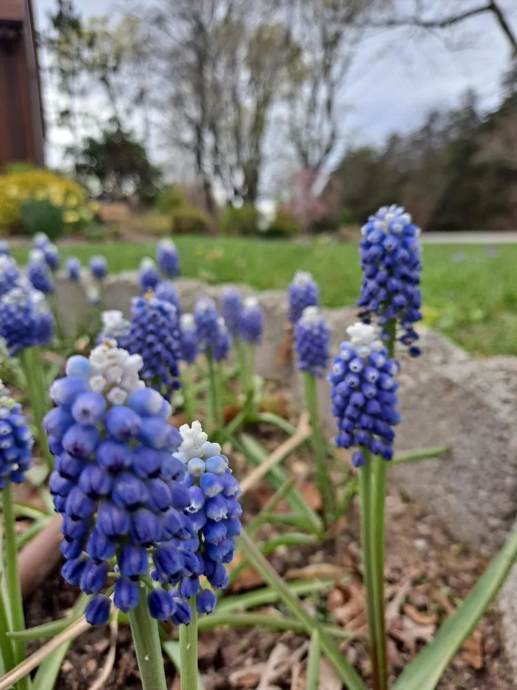 Reliable landscape installation for beautiful yards in Mattituck, NY by Bohemian Rose Designs