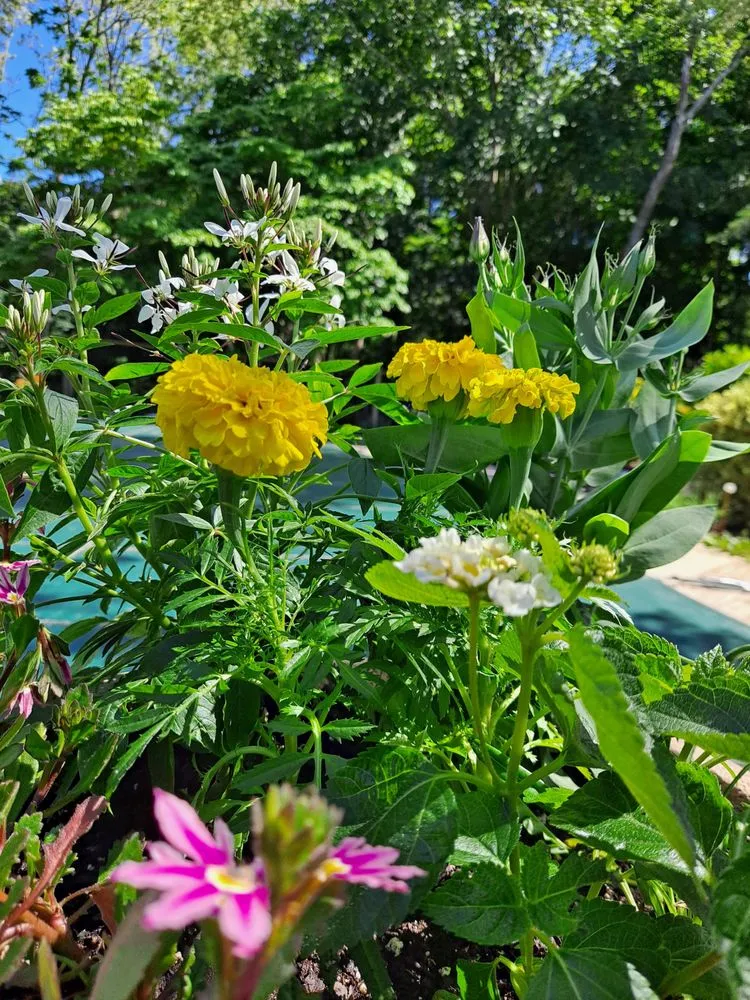 Local yard cleanup service near you in Mattituck, NY by Bohemian Rose Designs