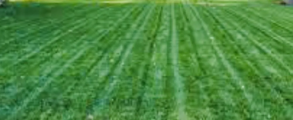 Trusted yard maintenance for homes in Boiling Springs, SC by Boiling Springs Lawn Care And Maintenance