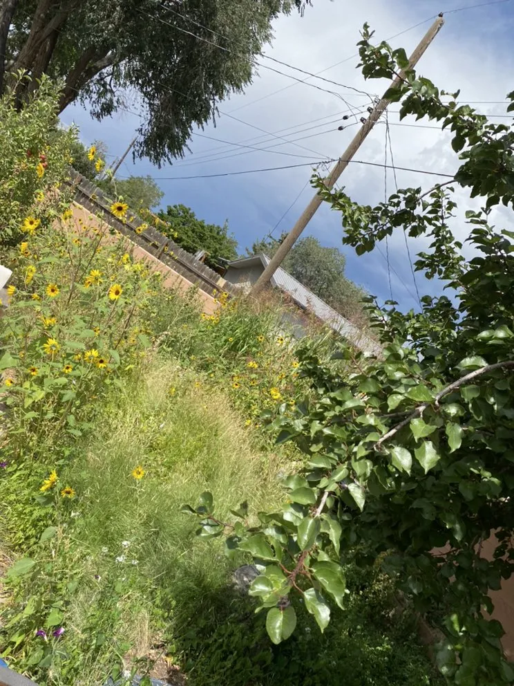 Expert landscaping services for year-round maintenance in Santa Fe, NM by Bojorquez Landscaping