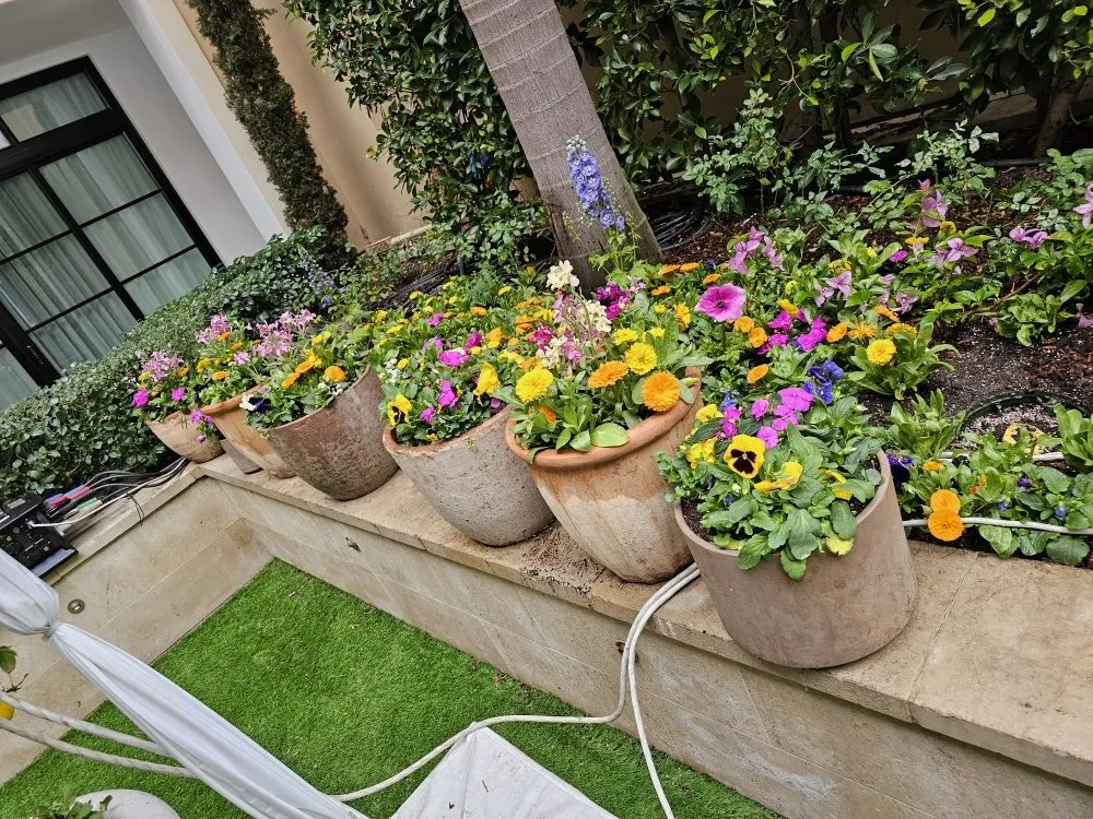 Professional landscaping services for year-round maintenance across Anaheim, CA - Bolanos Landscape