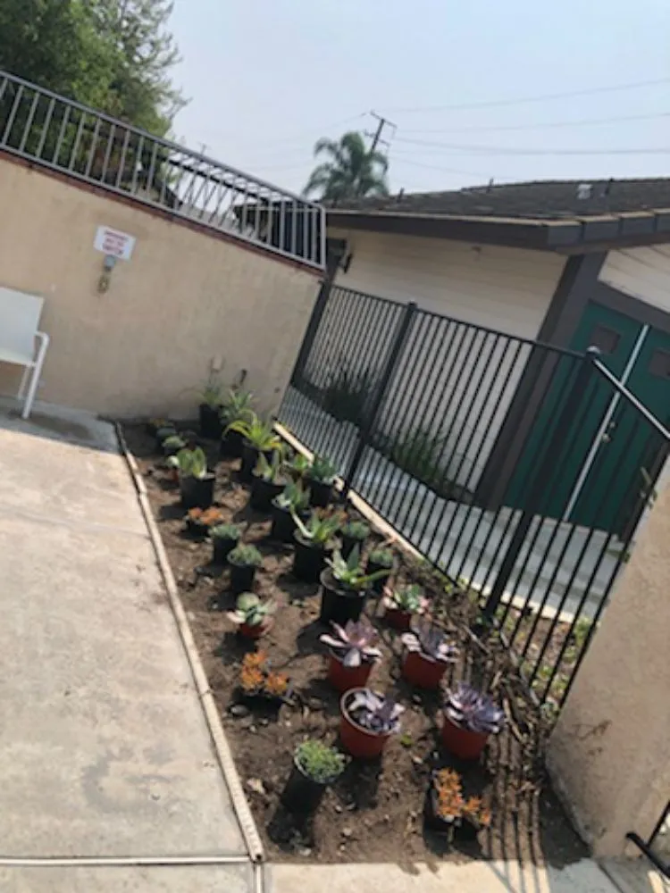 Local yard cleanup service experts serving Anaheim, CA - Bolanos Landscape