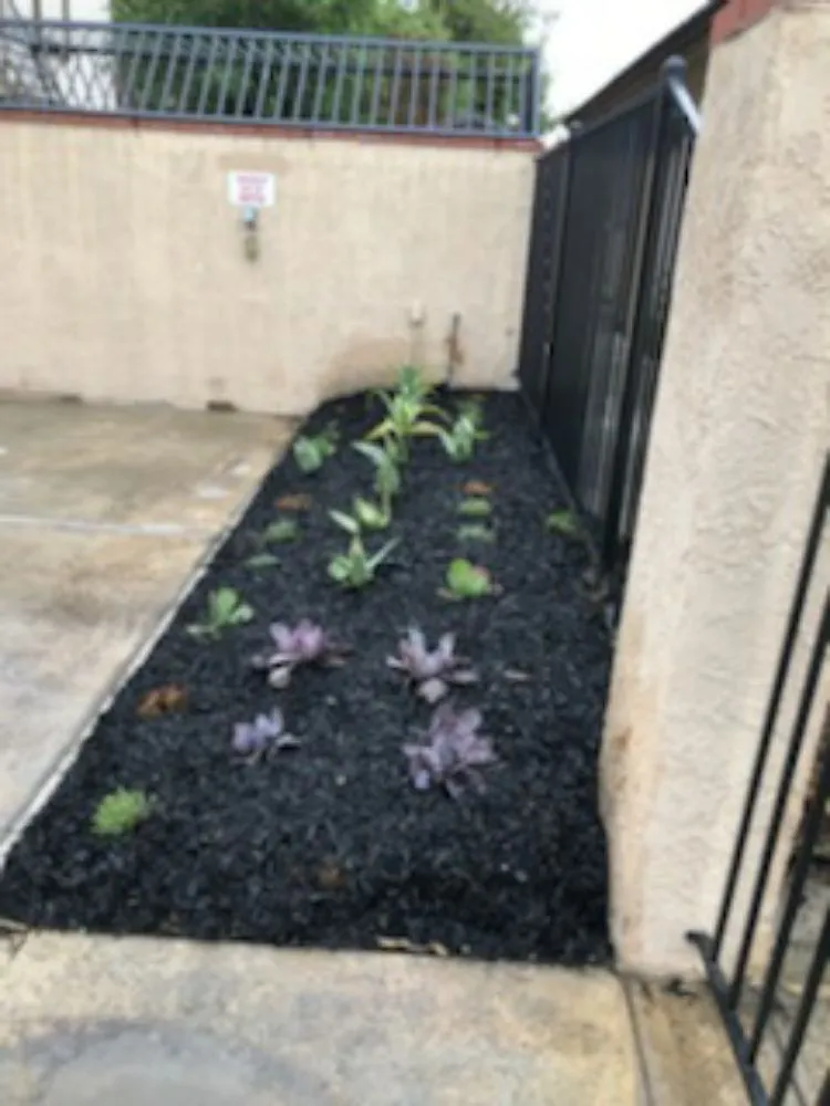 Local lawn care service in Anaheim, CA - Bolanos Landscape