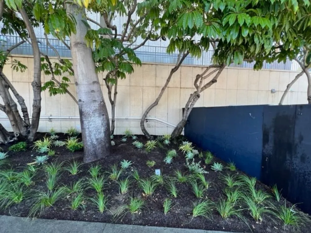 Professional lawn care service for beautiful yards in Anaheim, CA by Bolanos Landscape