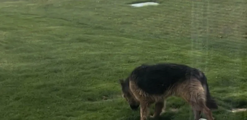 Professional outdoor landscaping in Algonquin, IL - Bolanos Landscaping