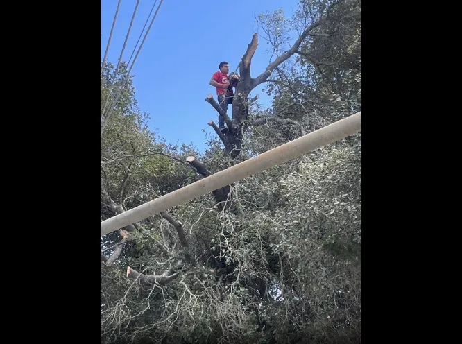 Reliable lawn care service experts serving Gilroy, CA - Bolanos Lopez Lanscaping & Garden