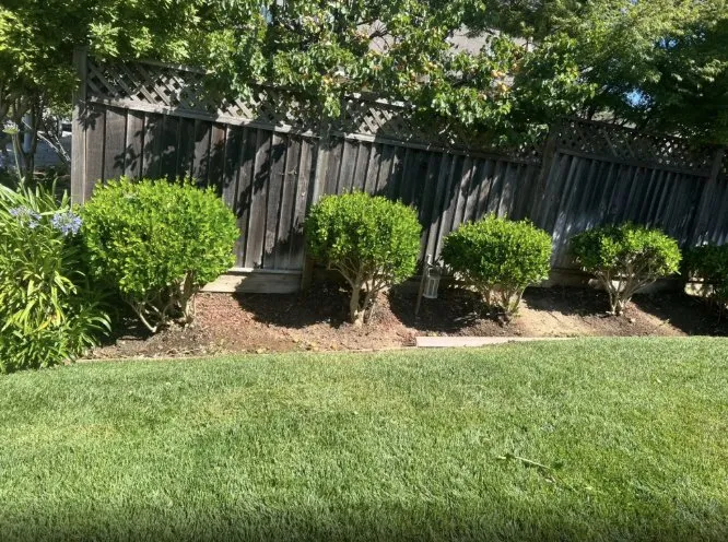 Affordable yard maintenance in Gilroy, CA by Bolanos Lopez Lanscaping & Garden