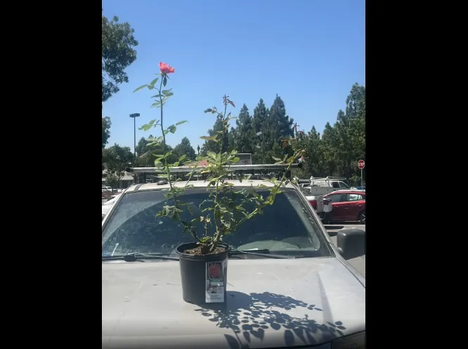 Expert yard maintenance in Gilroy, CA - Bolanos Lopez Lanscaping & Garden