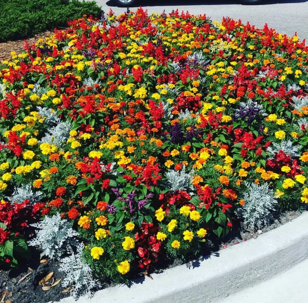 Local yard maintenance in Jacksonville, FL by Bold City Green Works