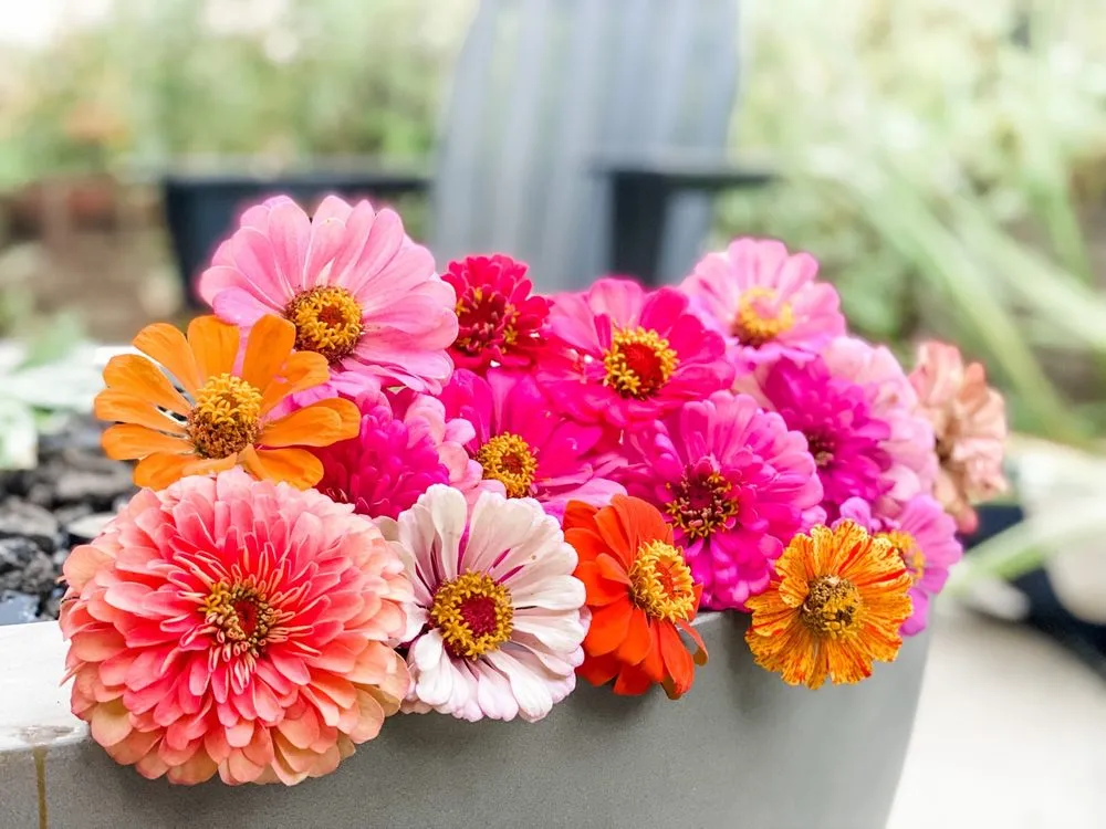 Top-rated outdoor landscaping in Bakersfield, CA by Bolles Nursery Landscape