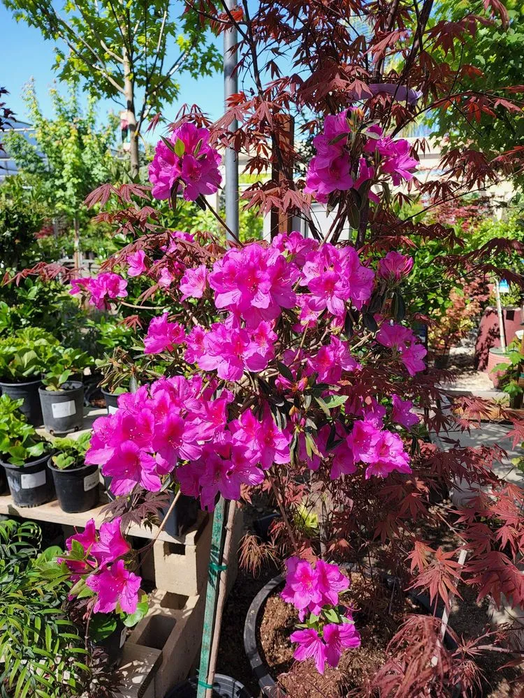 Top-rated garden landscaping in Bakersfield, CA by Bolles Nursery Landscape