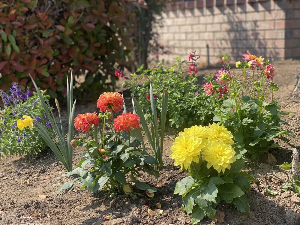 Affordable yard maintenance for outdoor upgrades across Bakersfield, CA - Bolles Nursery Landscape