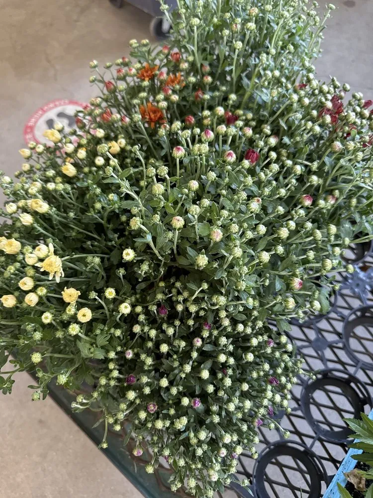 Expert lawn mowing service with custom design across Bakersfield, CA - Bolles Nursery Landscape