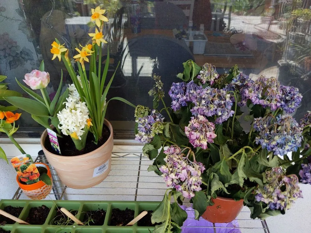 Top-rated garden landscaping for residential properties in Bakersfield, CA by Bolles Nursery Landscape