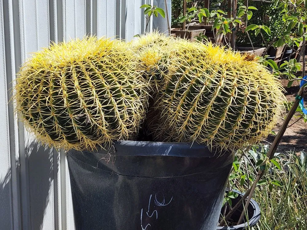 Trusted garden landscaping in Bakersfield, CA - Bolles Nursery Landscape