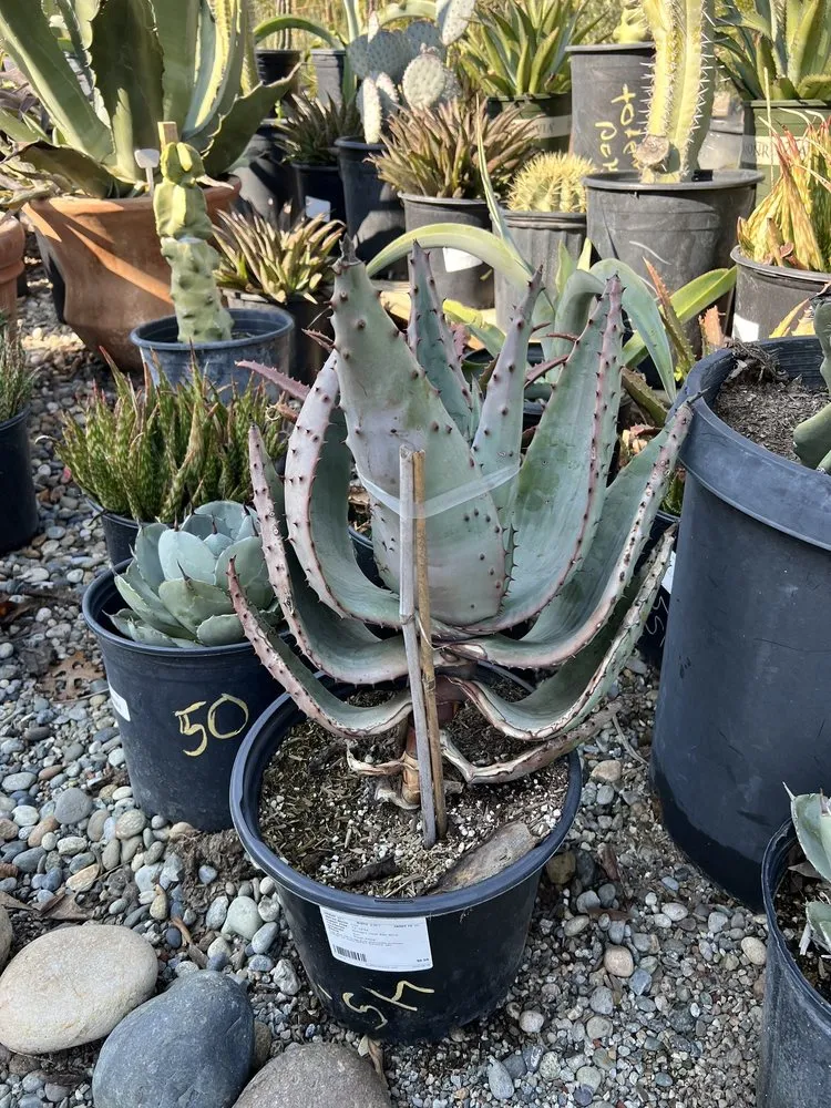 Custom yard maintenance for residential properties across Bakersfield, CA - Bolles Nursery Landscape