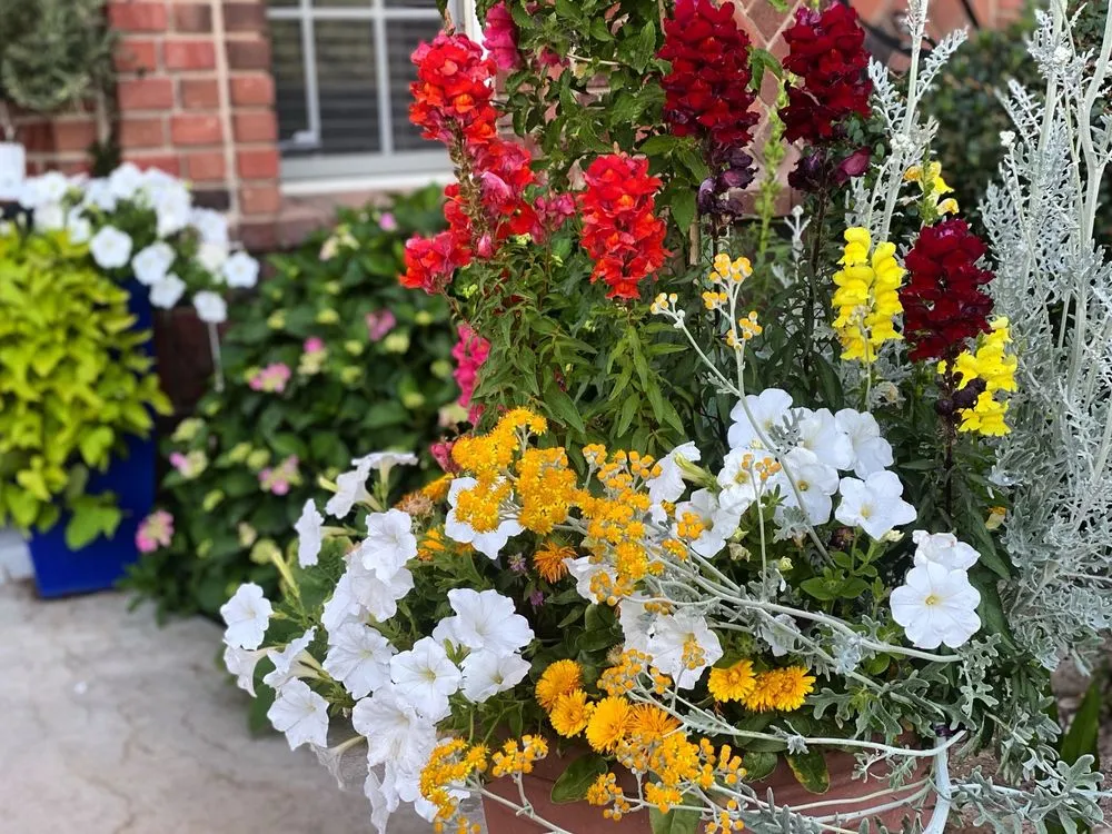 Professional lawn mowing service in Bakersfield, CA - Bolles Nursery Landscape