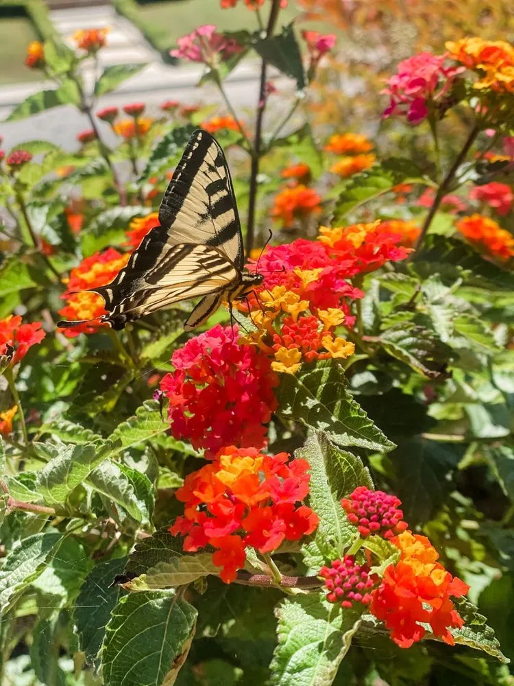 Custom outdoor landscaping in Bakersfield, CA - Bolles Nursery Landscape