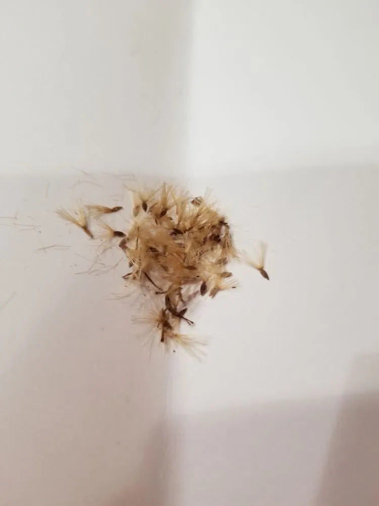 Reliable yard maintenance in Washington DC, DC - Bona Terra