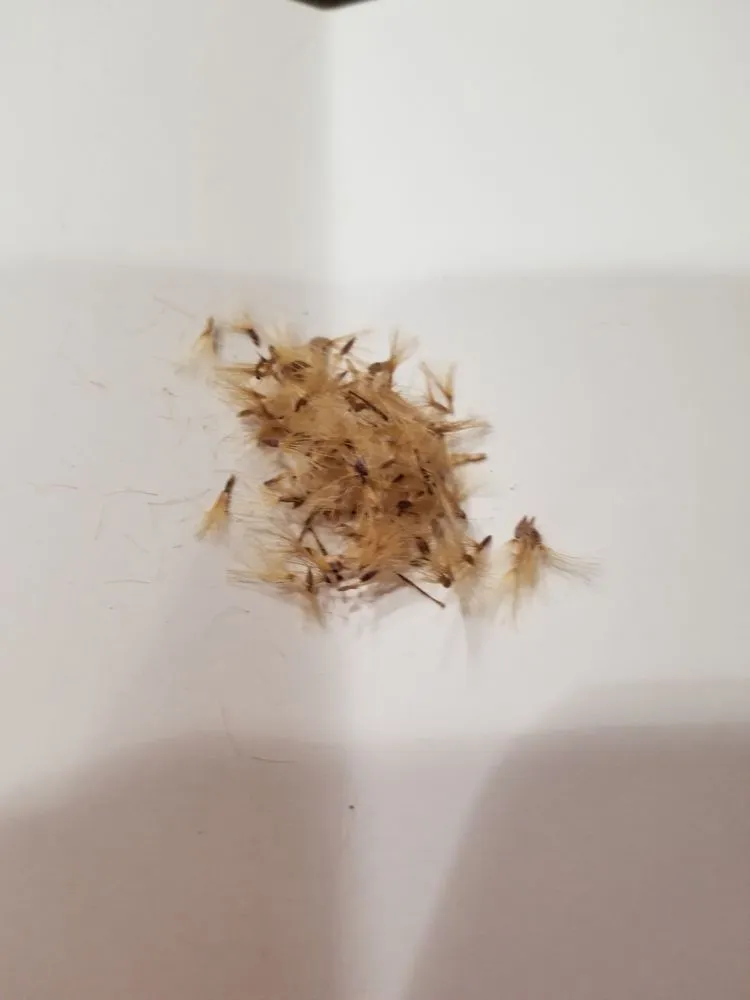 Custom garden landscaping in Washington DC, DC by Bona Terra