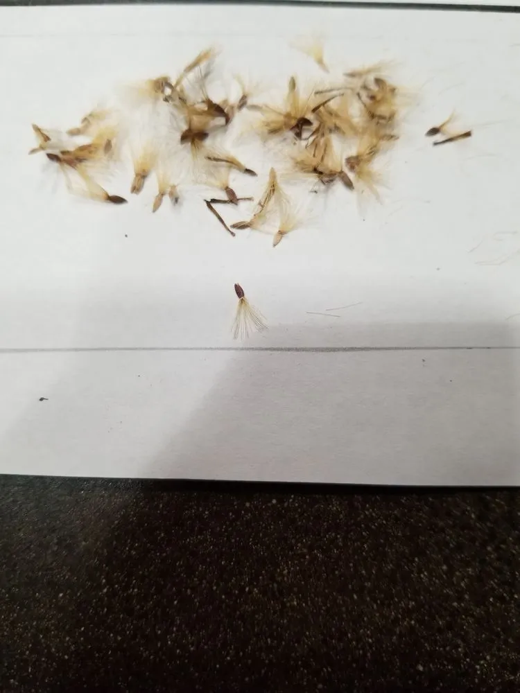 Expert garden landscaping in Washington DC, DC by Bona Terra