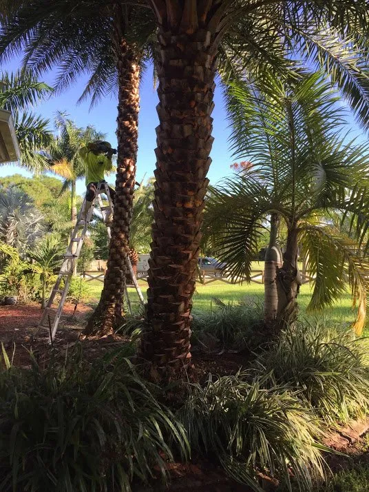 Trusted lawn care service in Boynton Beach, FL by BonaFide Landscaping