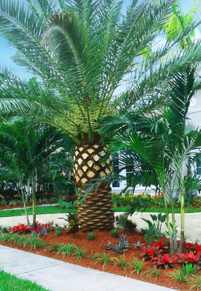 Expert yard cleanup service for outdoor upgrades across Boynton Beach, FL - BonaFide Landscaping