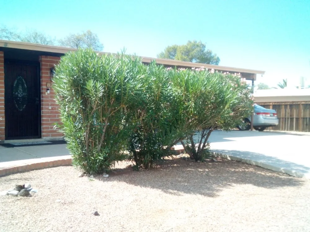Professional yard maintenance in Tucson, AZ - Bonds Family Landscape
