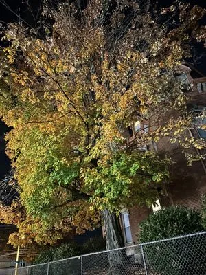 Bone Brothers Landscaping Logo