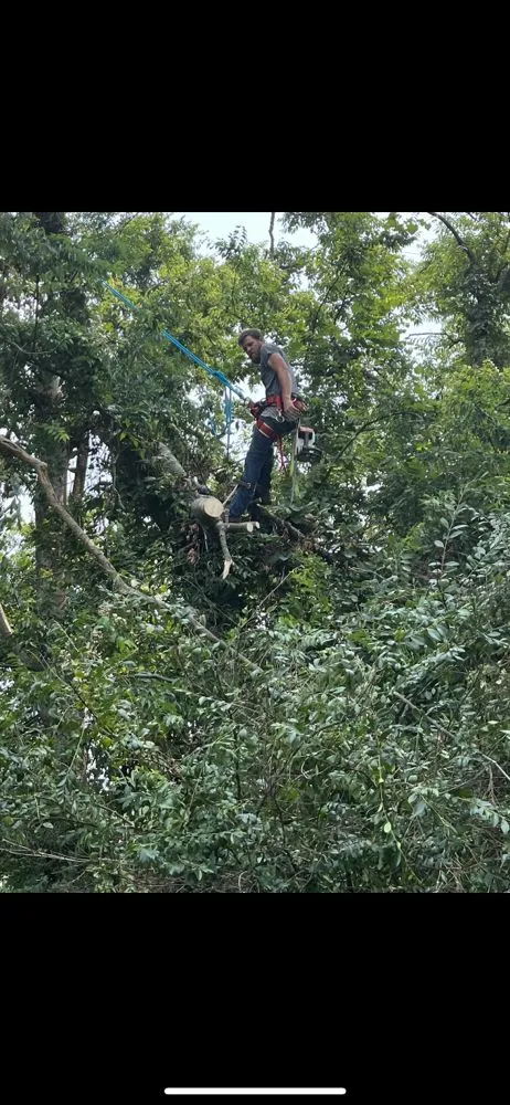 Trusted landscape design experts serving Murfreesboro, TN - Bonecutter's Tree Service