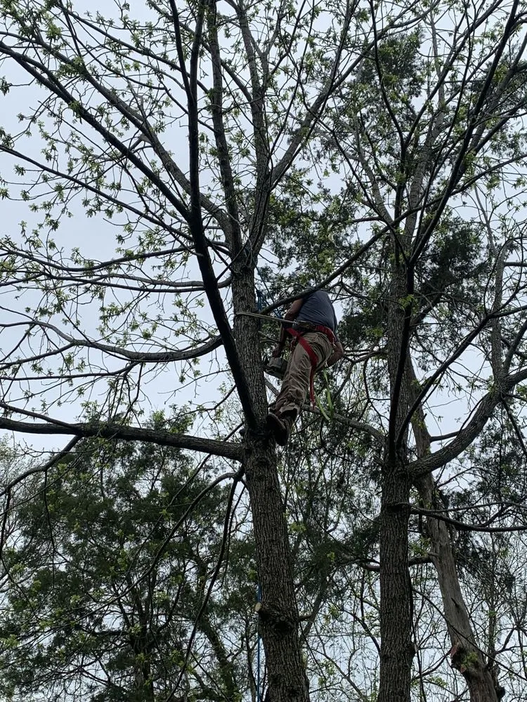 Custom yard maintenance in Murfreesboro, TN - Bonecutter's Tree Service