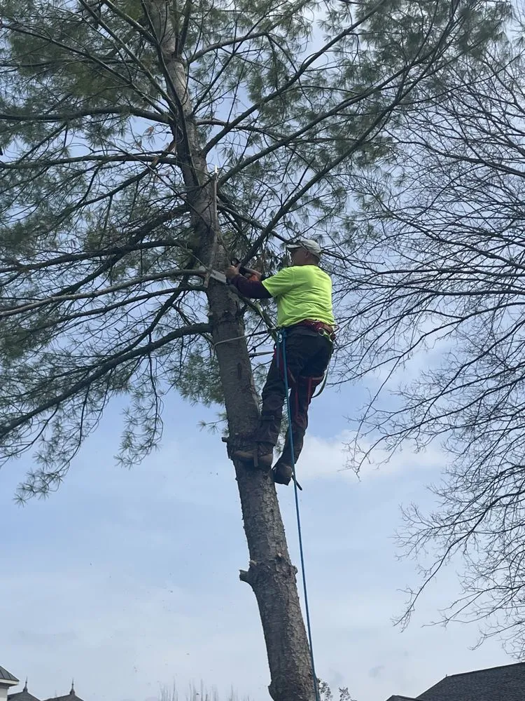 Expert landscape design in Murfreesboro, TN - Bonecutter's Tree Service