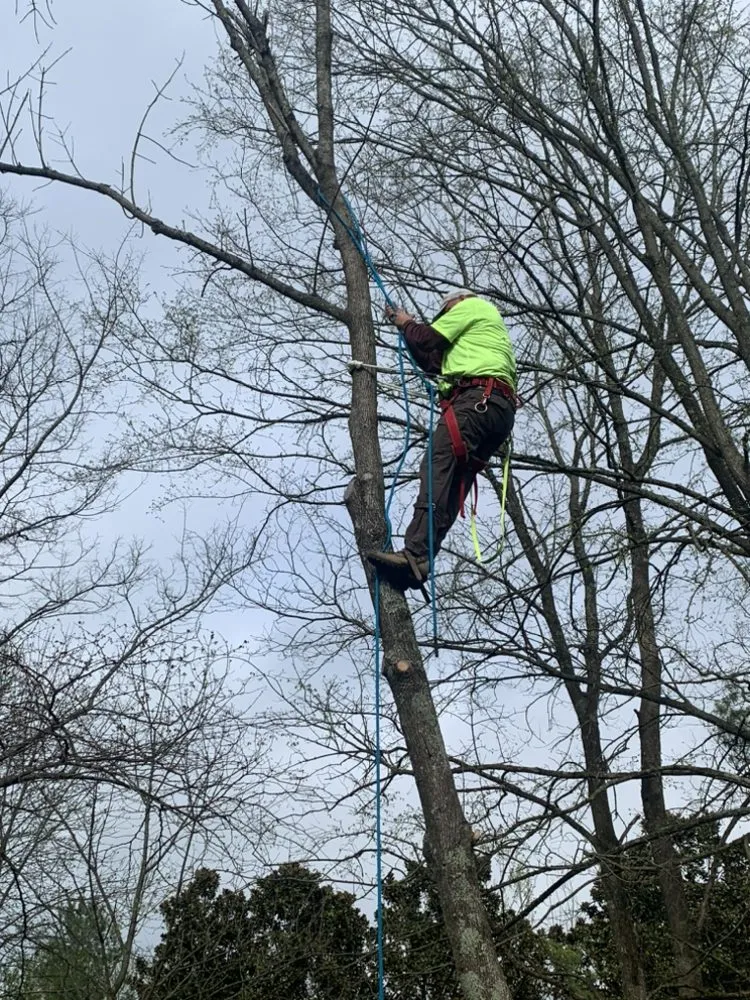 Local yard maintenance in Murfreesboro, TN by Bonecutter's Tree Service