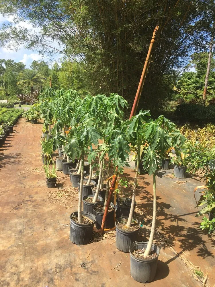 Local yard maintenance for outdoor upgrades across Palm Beach Gardens, FL - Bongard Landscaping