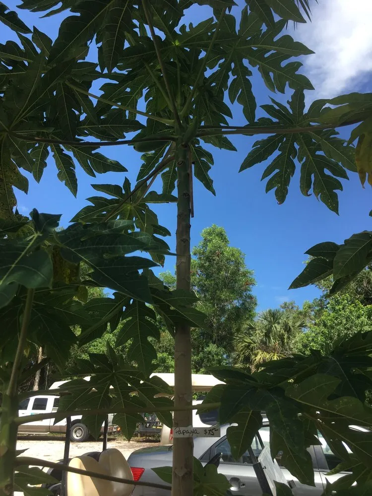 Trusted landscape design for residential properties across Palm Beach Gardens, FL - Bongard Landscaping