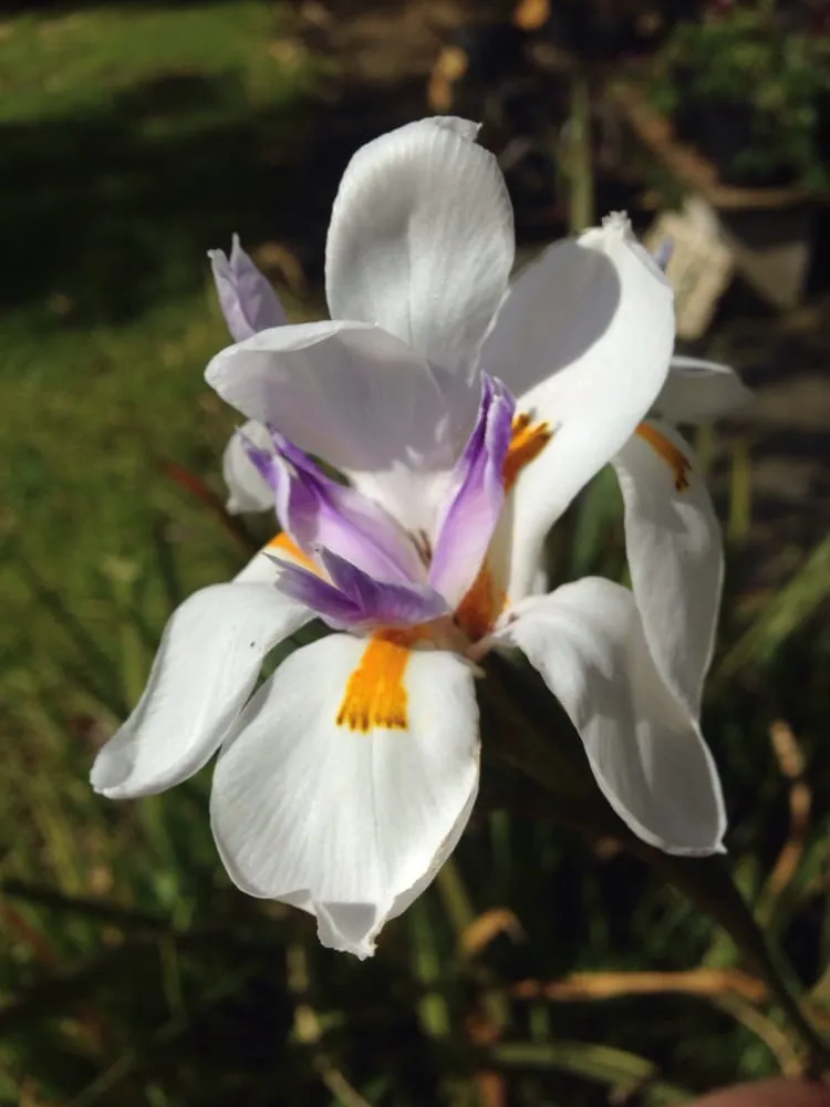 Custom outdoor landscaping experts serving Palm Beach Gardens, FL - Bongard Landscaping