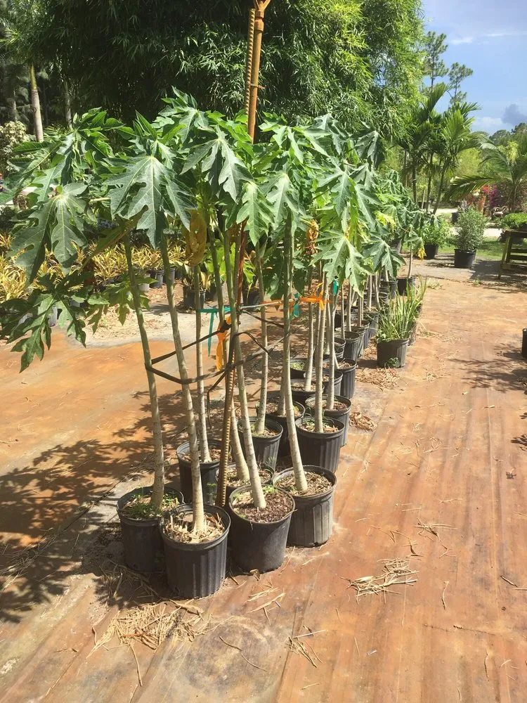 Affordable landscape design for residential properties across Palm Beach Gardens, FL - Bongard Landscaping